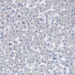 COX19 Antibody, Novus Biologicals:Antibodies:Primary Antibodies